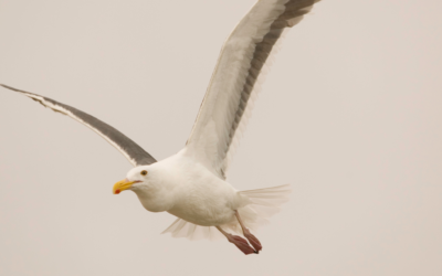 Meditazione del gabbiano in volo